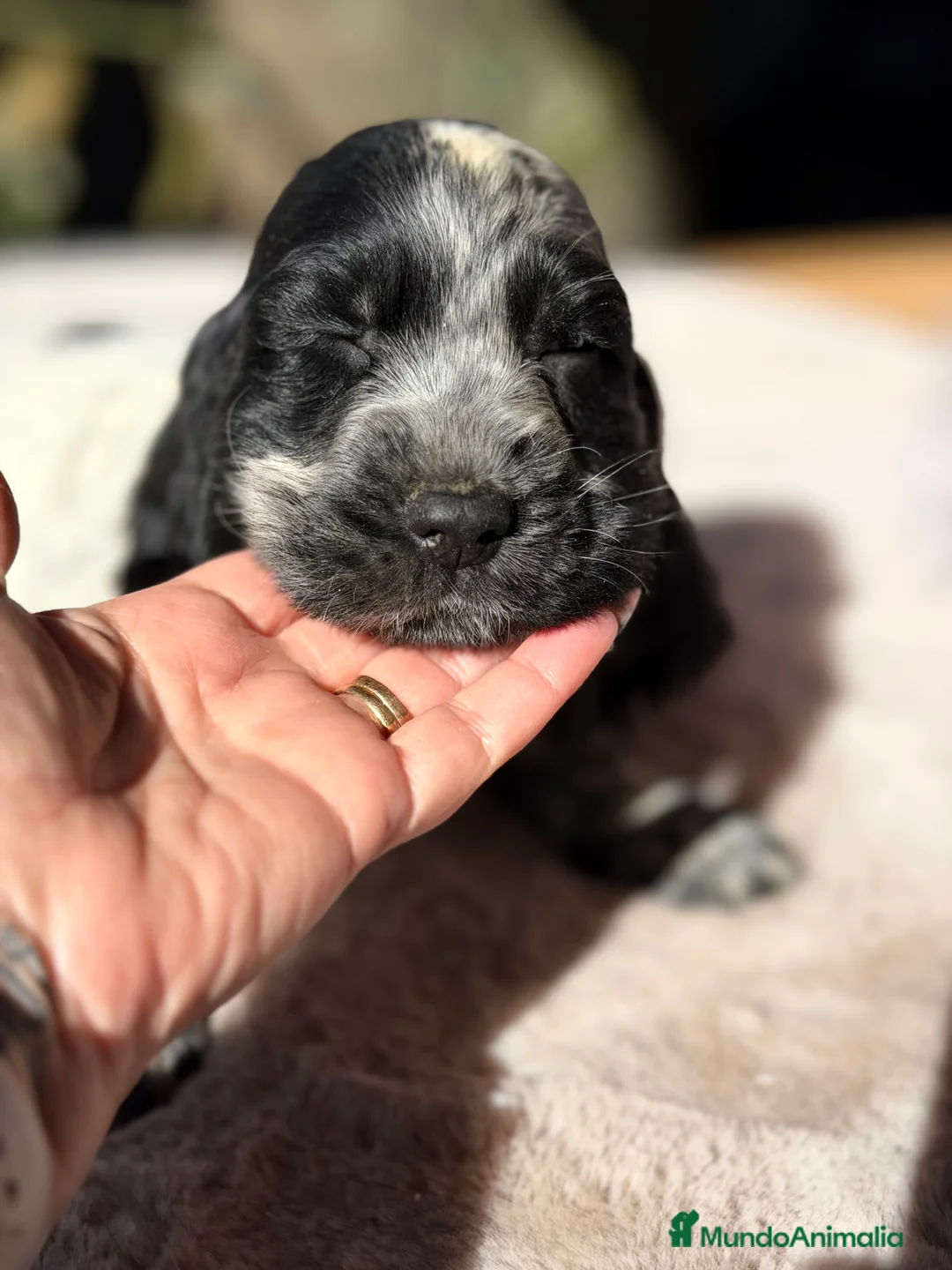 Cocker Spaniel Inglés perros en venta: Cocker ruano macho  - Anuncio 4