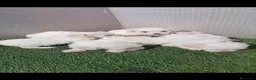 Bichón Maltés perros en venta: Bichon maltes - Anuncio 2