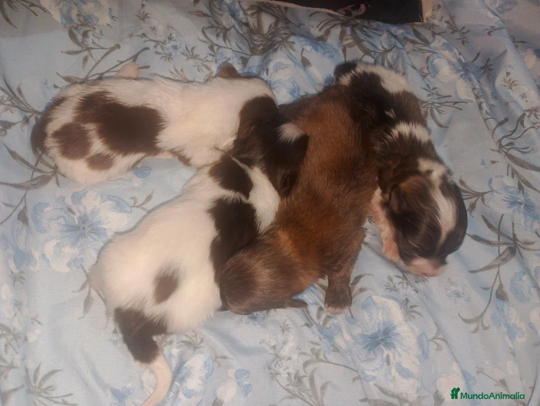 Maltipom perros en venta: Camada de maltipom  - Anuncio 2