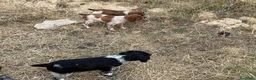 Épagneul Breton perros en venta: Epagneul bretón  - Anuncio 8