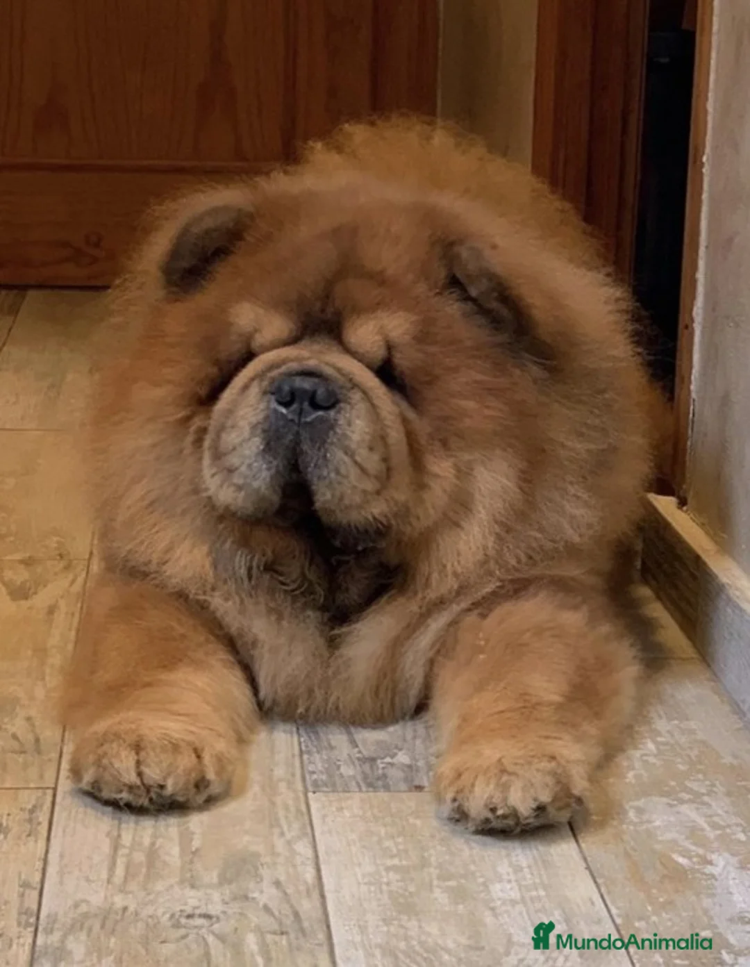 Imagen de galería {{count}}