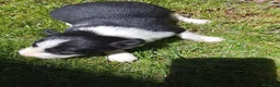 Border Collie perros en venta: Cachorros de border collie 6 - Anuncio 5