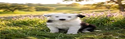 Border Collie perros en venta: Border collie  - Anuncio 2