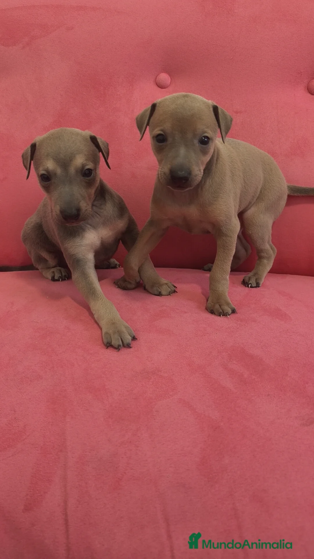 Pequeño Lebrel Italiano perros en venta: Pequeño lebrel Italiano FincaPaunais - Anuncio 8