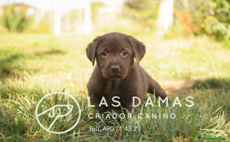 Labrador Retriever perros - Propaganda 1