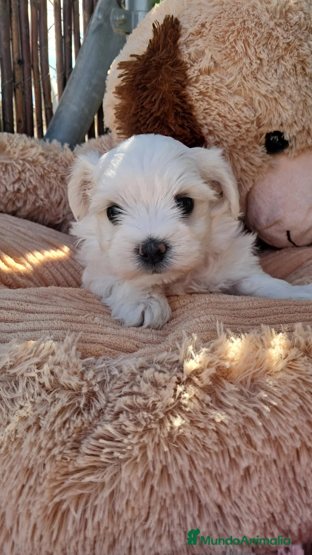 Bichón Maltés perros en venta: Bebés Bichon Maltés  - Anuncio 2