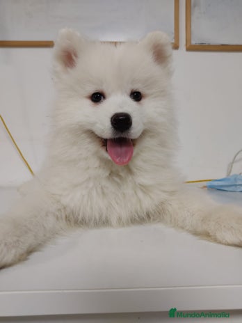 Samoyedo perros - Anuncio 2