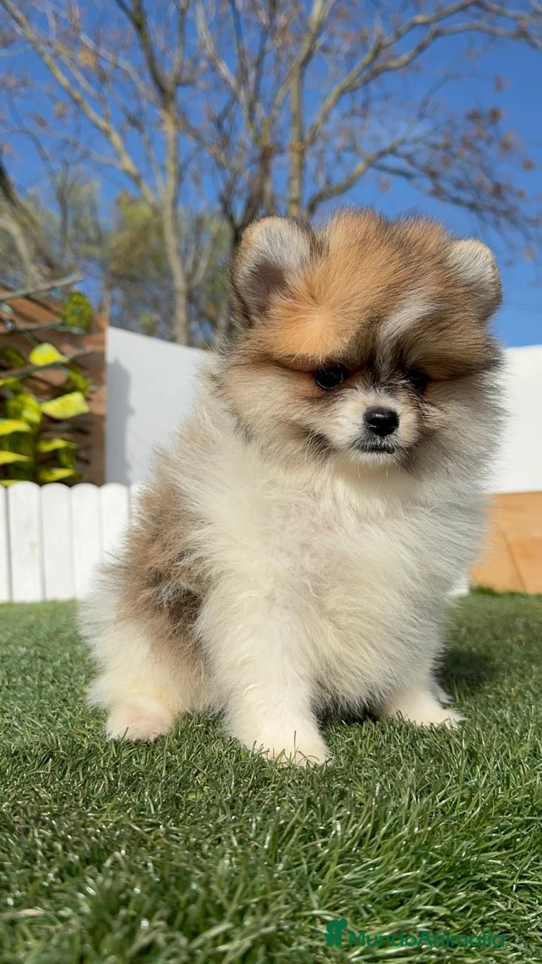 Pomerania perros en venta: POMERANIA HEMBRA - Anuncio 12
