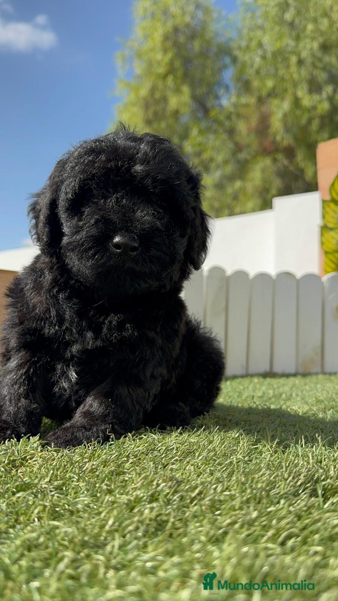 Perro de Agua Español perros en venta: PERRO DE AGUA ESPAÑOL MACHO - Imagen 3
