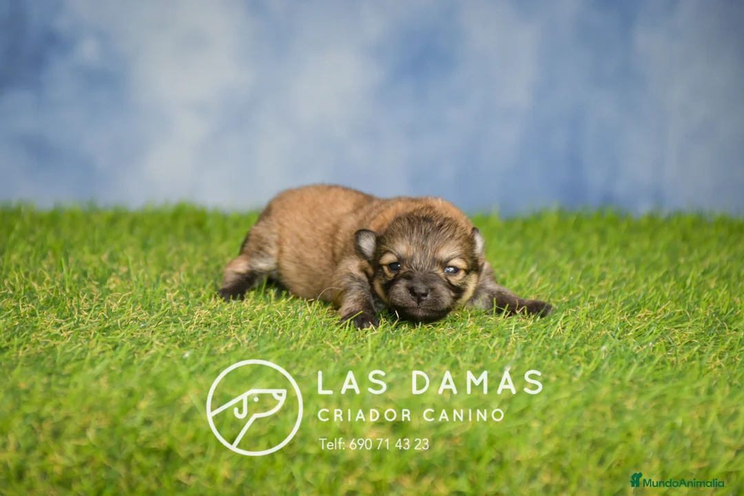 Pomerania perros en venta: Pomeranias disponibles - Anuncio 1