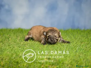Pomerania perros Pomeranias disponibles - Anuncio 1