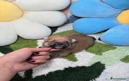 Pomerania perros en venta: Pomerania - Imagen 5