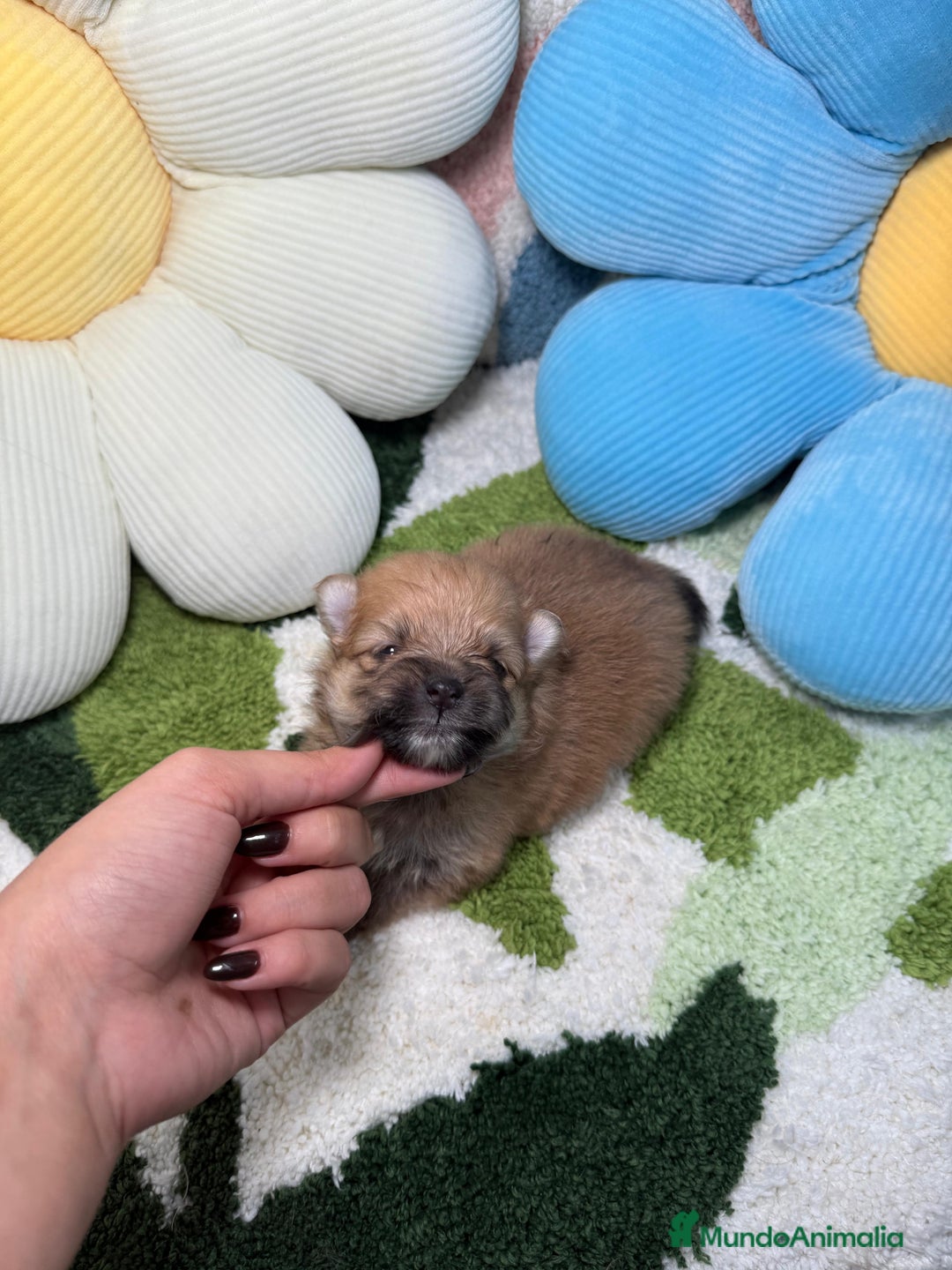 Pomerania perros en venta: Pomerania - Imagen 5