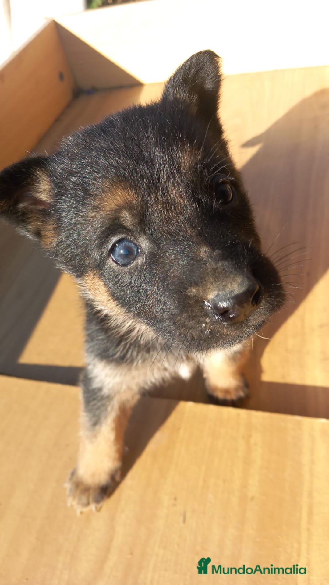 Pastor Alemán perros en venta: Pastor alemán de trabajo  - Anuncio 3