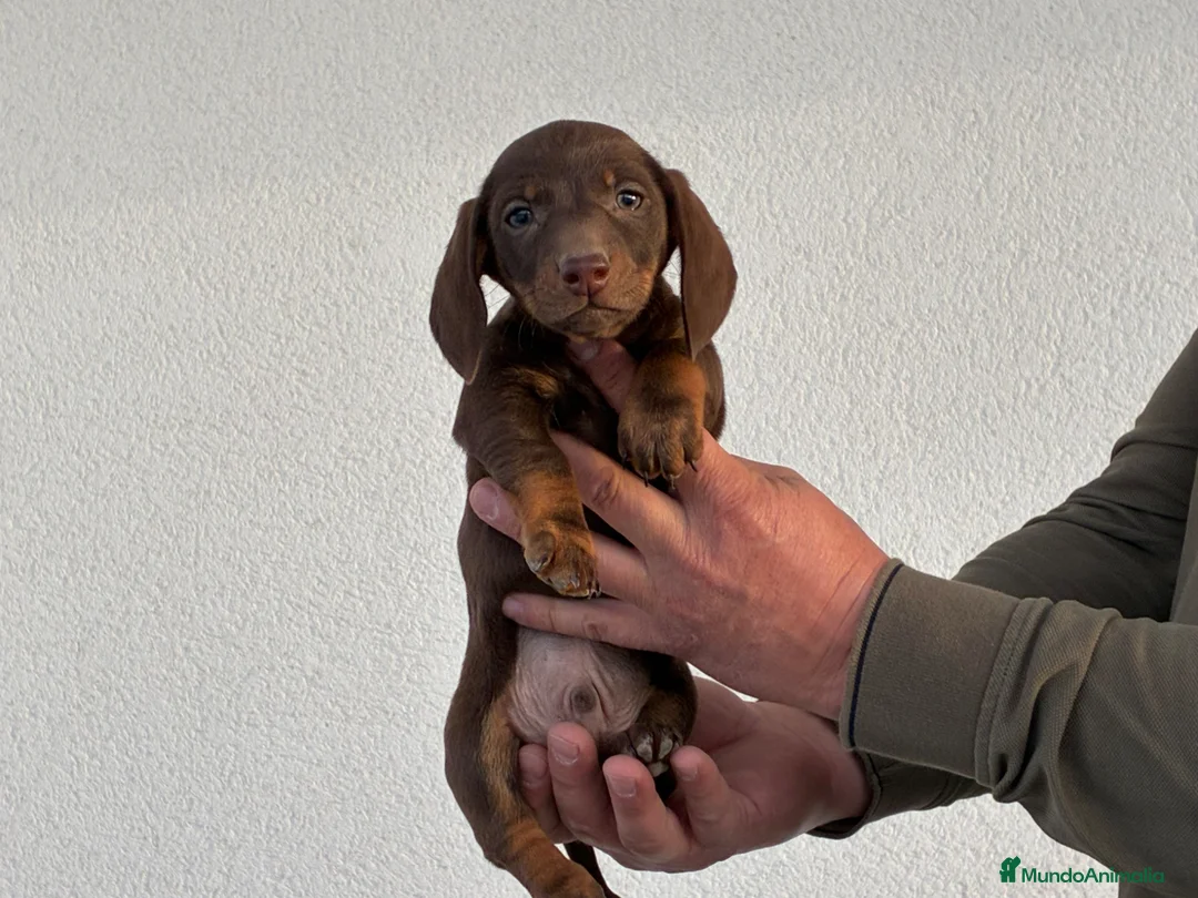 Teckel Miniatura perros en venta: Cachorros de Teckel mini - Anuncio 7