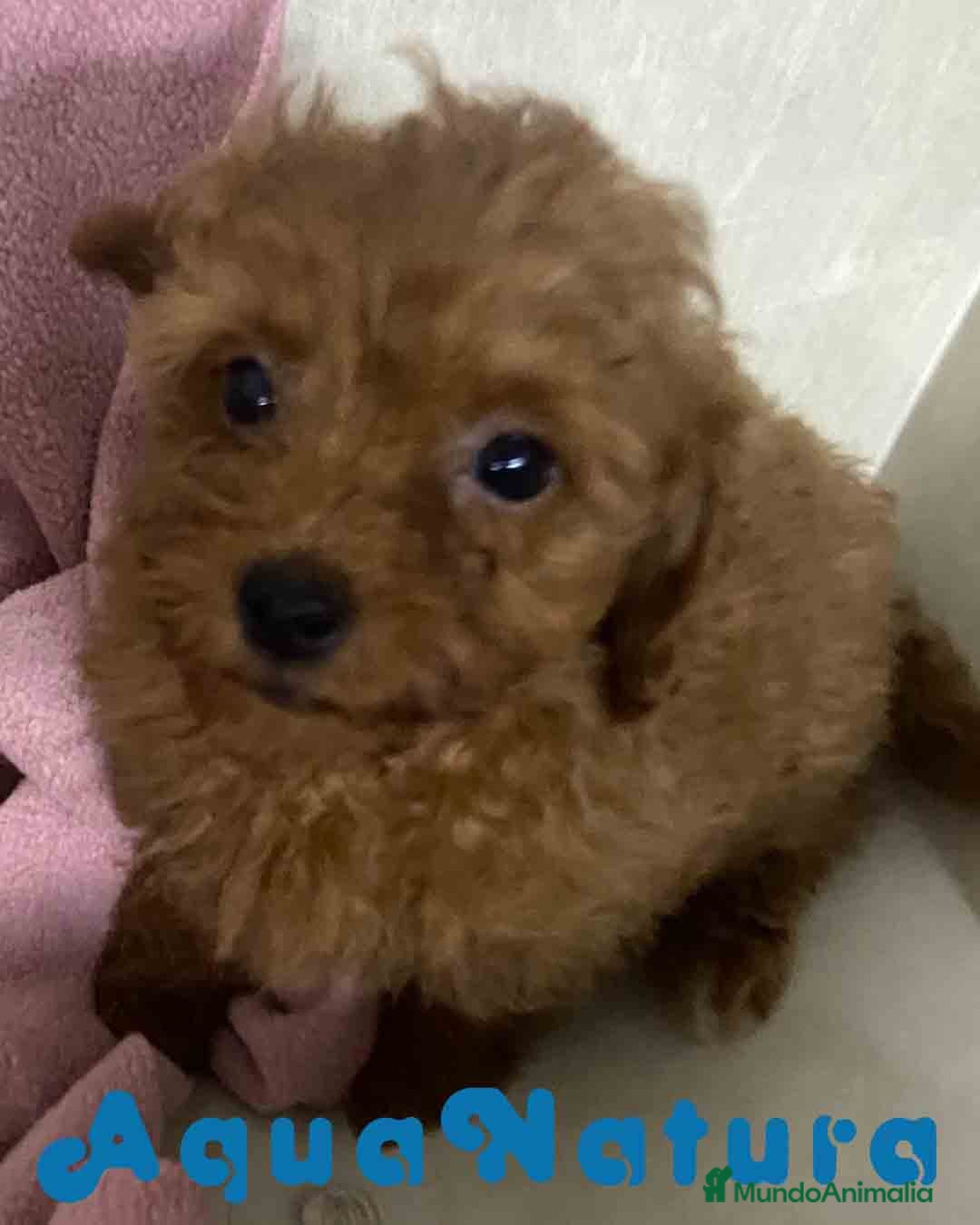 Caniche Toy perros Caniche Hembra de Bella y Can 2 AQUANATURA - Anuncio 1