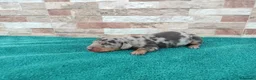Teckel Miniatura perros en venta: Teckels Miniaturas de calidad - Anuncio 2