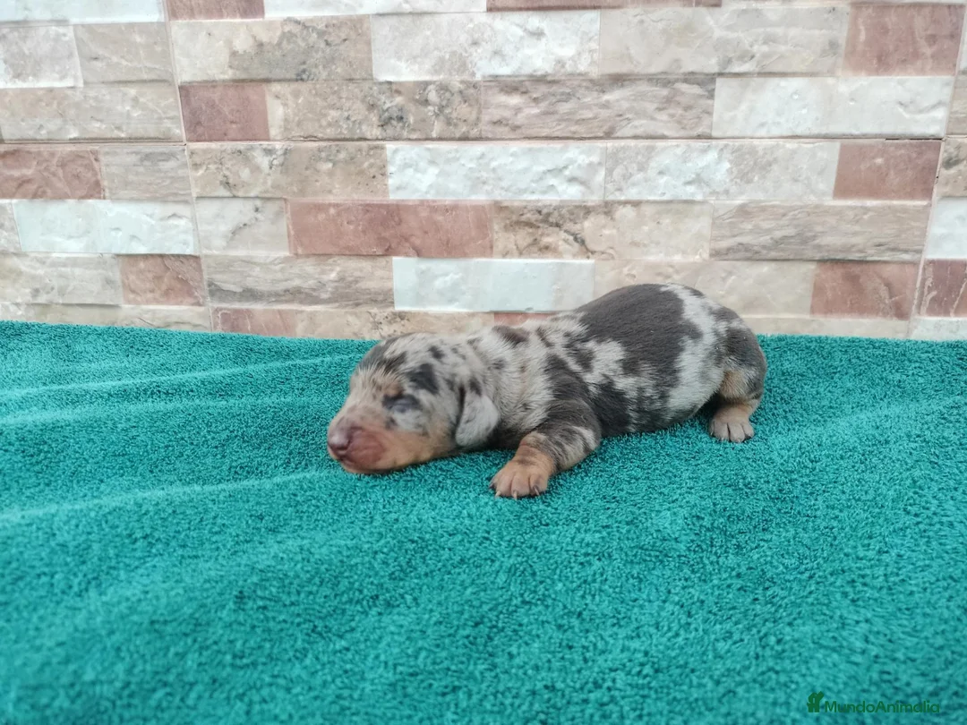 Teckel Miniatura perros en venta: Teckels Miniaturas de calidad - Anuncio 2
