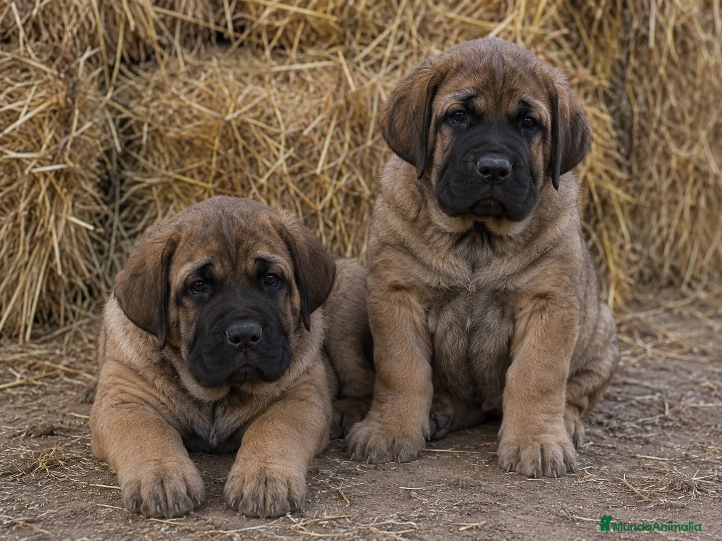 Mastín Español perros MASTINES BARCELONA - ENTREGA  - Anuncio 1