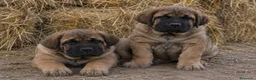 Mastín Español perros en venta: MASTINES BARCELONA - ENTREGA  - Anuncio 1