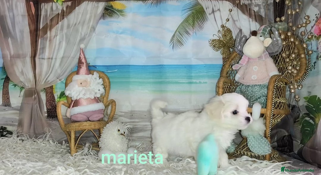 Bichón Maltés perros en venta: Bichón maltes  - Anuncio 3