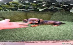 Teckel Miniatura perros en venta: teckel arlequín bronce  - Imagen 5