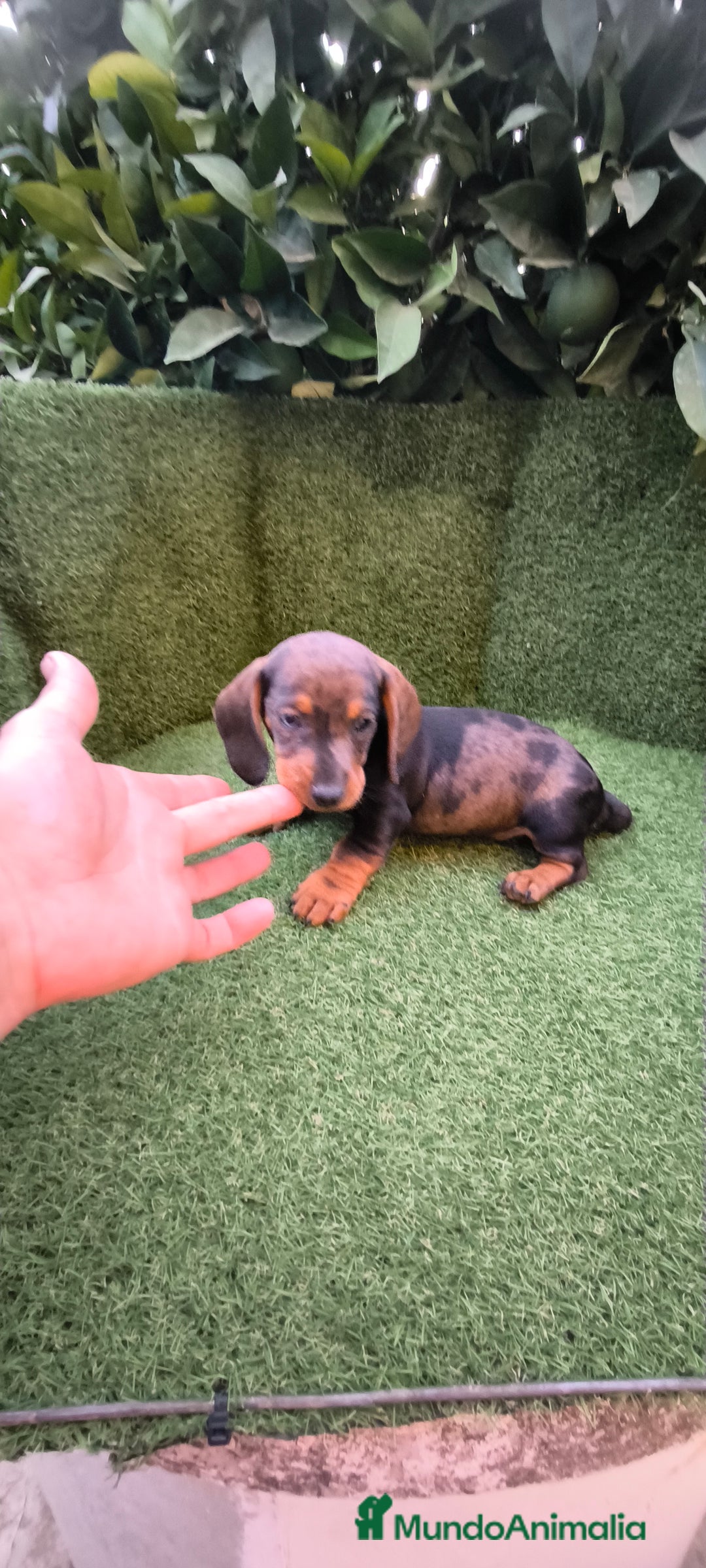 Teckel Miniatura perros en venta: teckel arlequín bronce  - Imagen 5