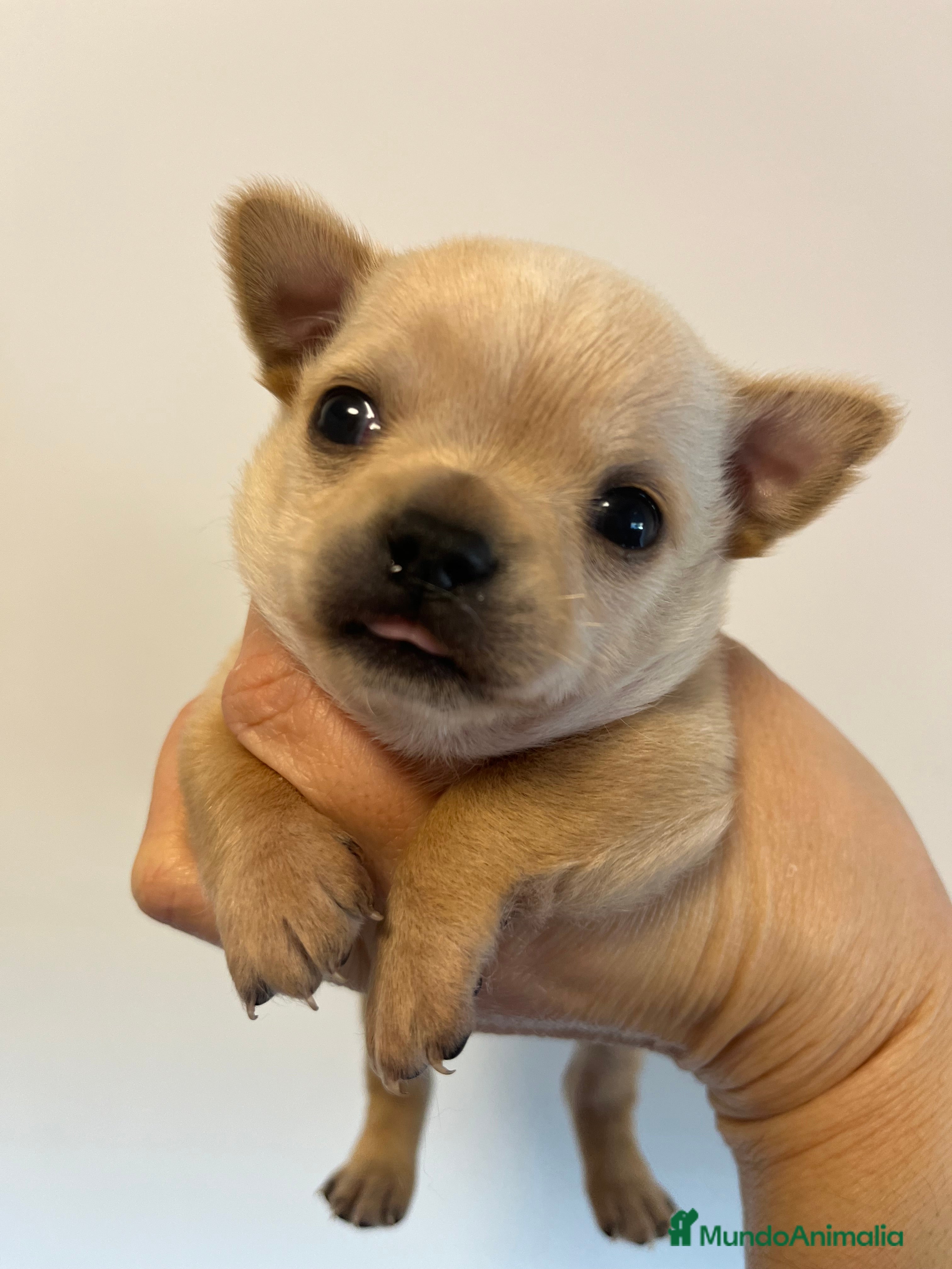 Chihuahua perros Chihuahua mini  en Barcelona - Anuncio 2