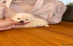 Pomerania perros en venta: Lulu de Pomerania minis  - Imagen 3