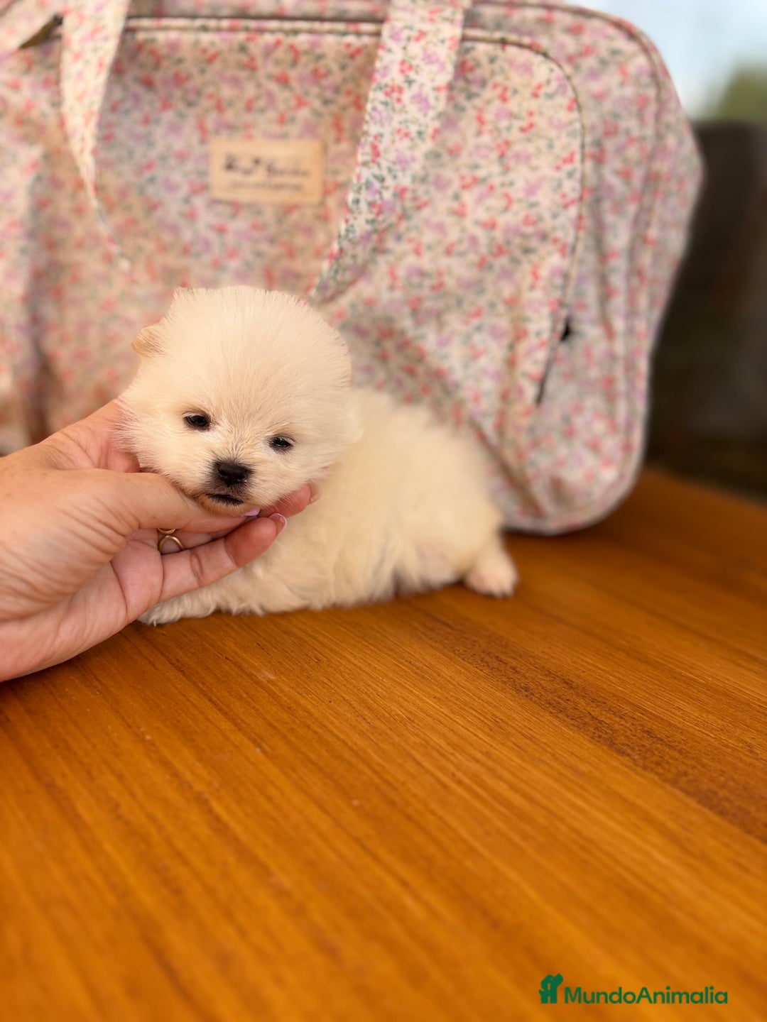Pomerania perros en venta: Lulu de Pomerania minis  - Imagen 3
