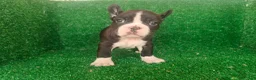 Bulldog Francés perros en venta: Bulldog francés  - Anuncio 17