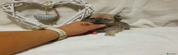 Chihuahua perros en venta: Chihuahua  - Anuncio 5