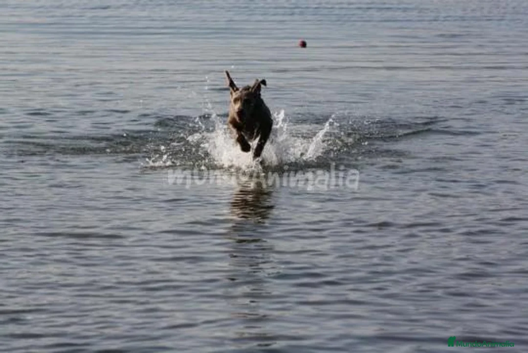 Imagen de galería {{count}}