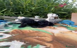 Maltipoo perros en venta: Maltipo calidad y selección  - Imagen 3