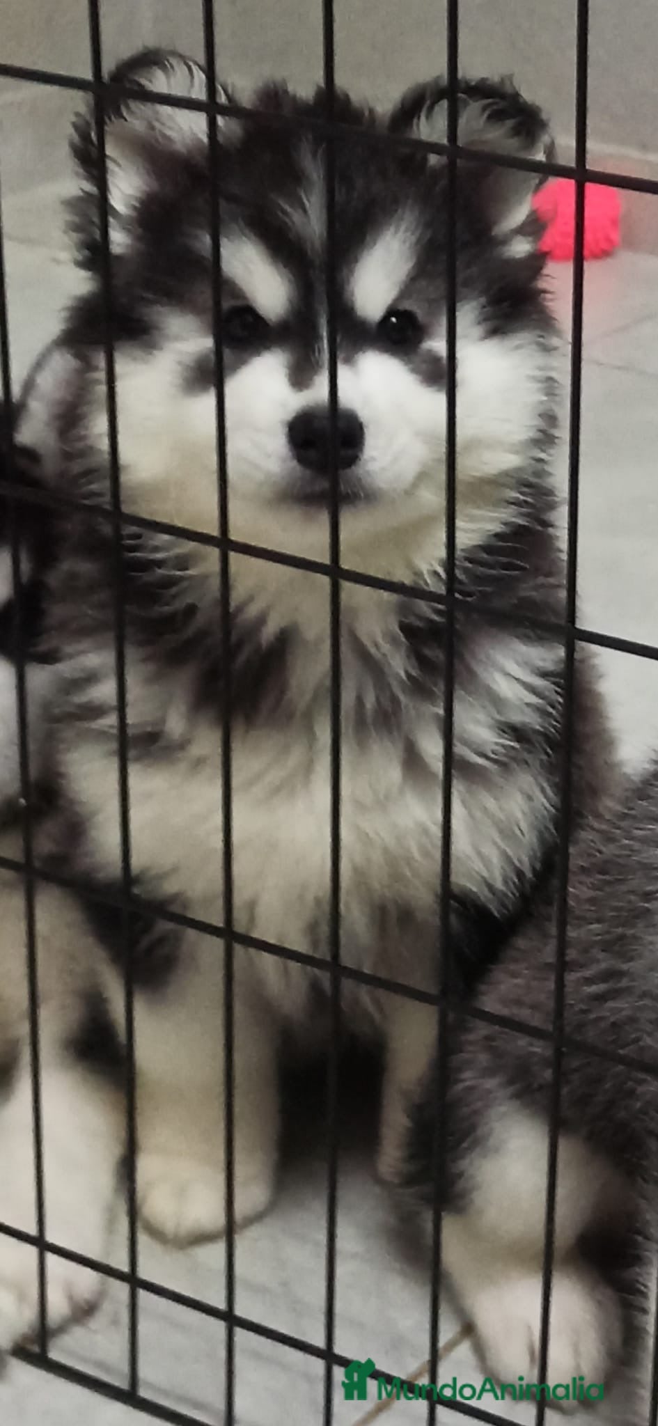 Husky Siberiano perros Cachorro husky siberiano - Anuncio 1