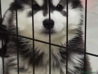 Husky Siberiano perros Cachorro husky siberiano - Anuncio 1