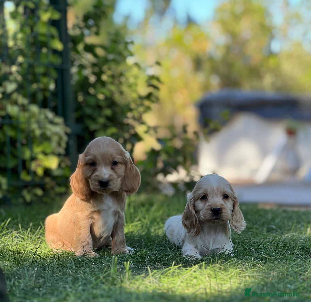 Cocker Spaniel Inglés perros en venta: Cocker - Imagen 4