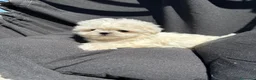 Bichón Maltés perros en venta: Bichon maltes tacita de té !!! - Anuncio 3
