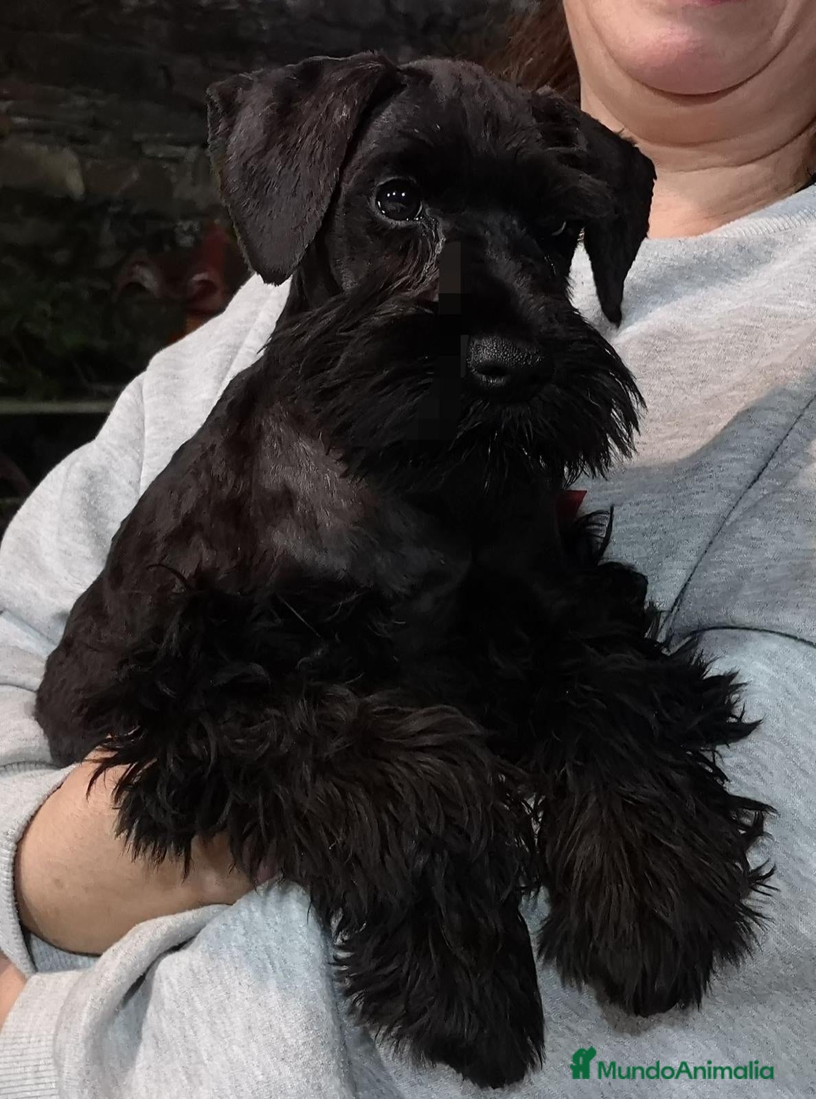 Schnauzer Miniatura perros Schnauzer miniatura - Anuncio 1