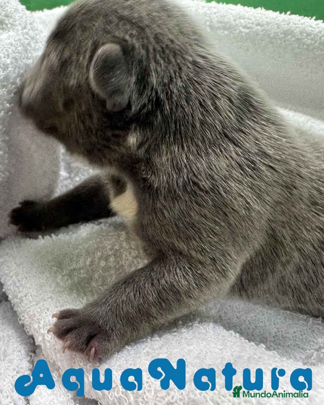 Bulldog Francés perros  Bulldog Frances Macho de Etrea AQUANATURA - Anuncio 3