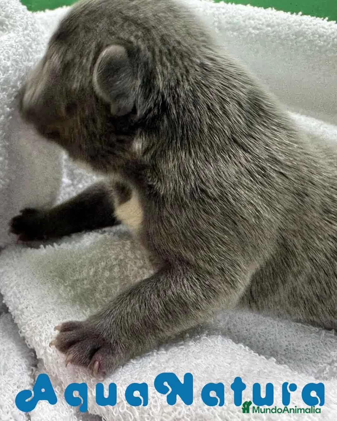 Bulldog Francés perros en venta:  Bulldog Frances Macho de Etrea AQUANATURA - Anuncio 1