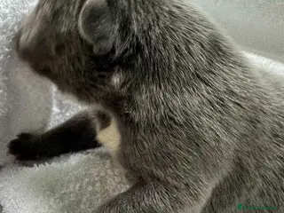 Bulldog Francés perros Bulldog Frances Macho de Etrea AQUANATURA - Anuncio 3