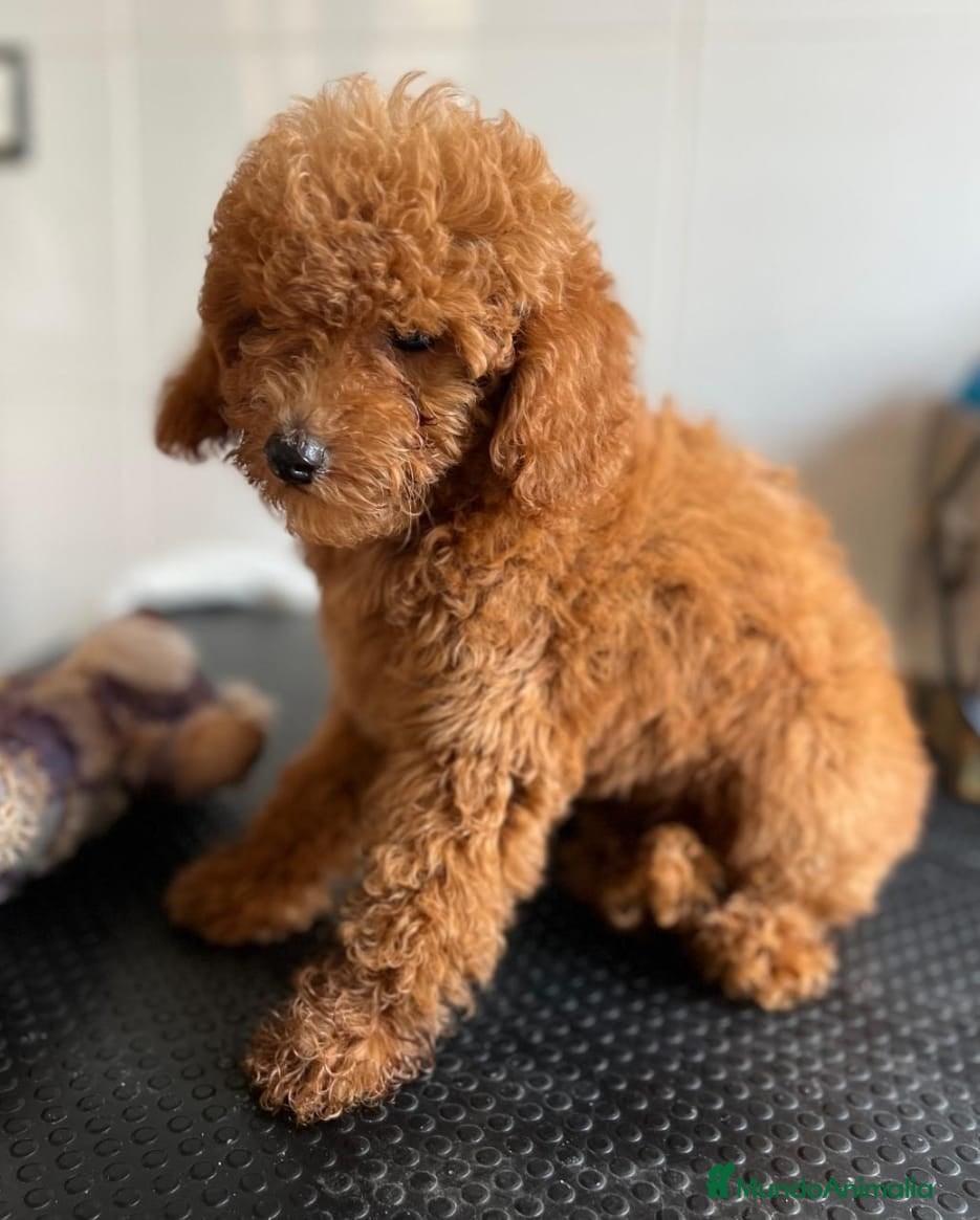 Caniche Enano perros Caniches enanos rojo machos  - Anuncio 2