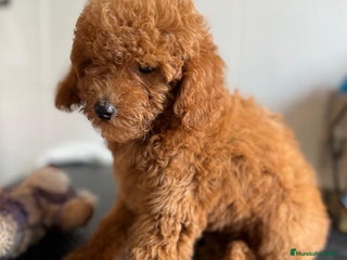 Caniche Enano perros - Anuncio 2