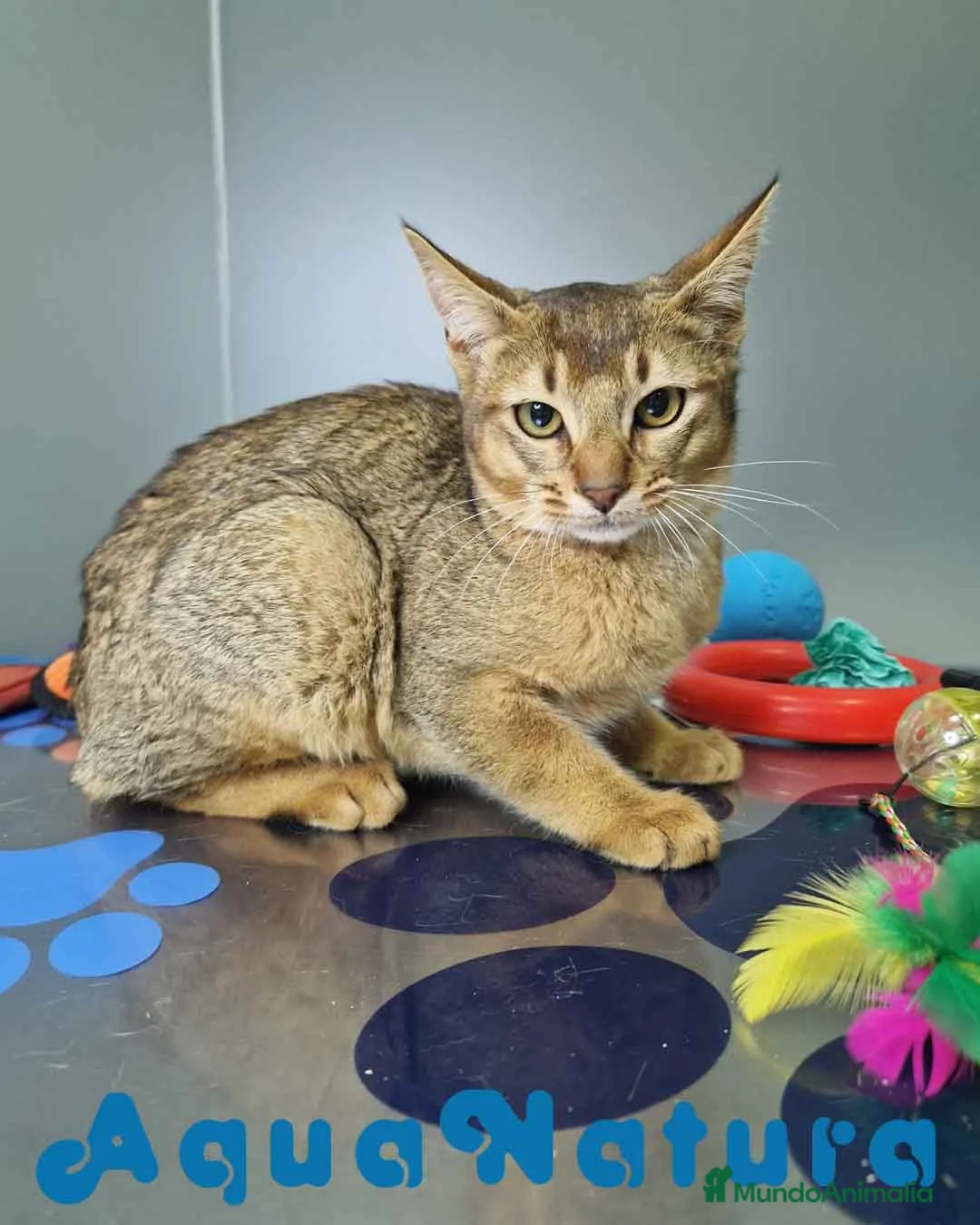 Abisinio gatos en venta: Abisinio Macho de Santa 1932 AQUANATURA - Anuncio 1