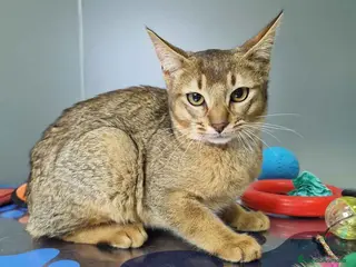 Abisinio gatos Abisinio Macho de Santa 1932 AQUANATURA - Anuncio 2