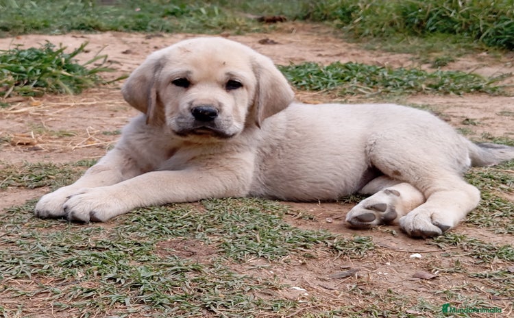 Mastín Español perros en Valladolid - Anuncio 1