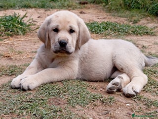 Mastín Español perros en Valladolid - Anuncio 1