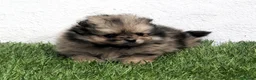 Pomerania perros en venta: Pomerania - Anuncio 4