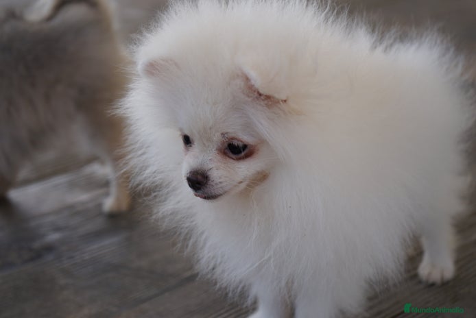 Pomerania perros - Anuncio 6